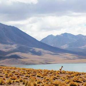 Fabindia Cotton Kurta