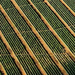 Himalaya Baby Rash Cream