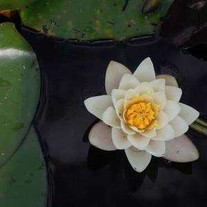 Himalaya Bonnisan Syrup